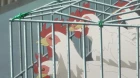 Nourin episodio 6