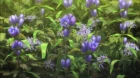 Sakurako-san no Ashimoto ni wa Shitai ga Umatteiru episodio 10