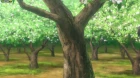 Flying Witch episodio 10