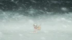 Kemono Friends episodio 9