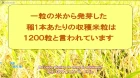 Love Kome: We Love Rice 2nd Season episodio 3