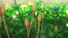 Non Non Biyori Nonstop episodio 12