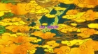 Maiko-san Chi no Makanai-san episodio 9