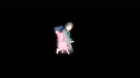 Manyuu Hikenchou episodio 11