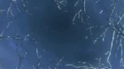 Tsubasa Chronicle episodio 13