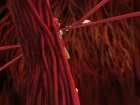 Digimon Tamers episodio 50