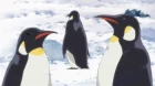 Mawaru Penguindrum episodio 21